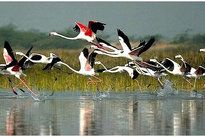 Keoladeo Birds Park Tour From Agra To Jaipur Including Entry - Key things to know before you go