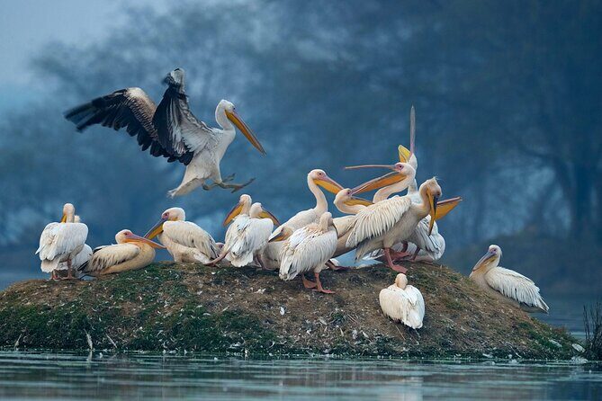 Keoladeo Birds Park Tour From Agra To Jaipur Including Entry - Keoladeo National Park: what 2 hours of birding can actually deliver