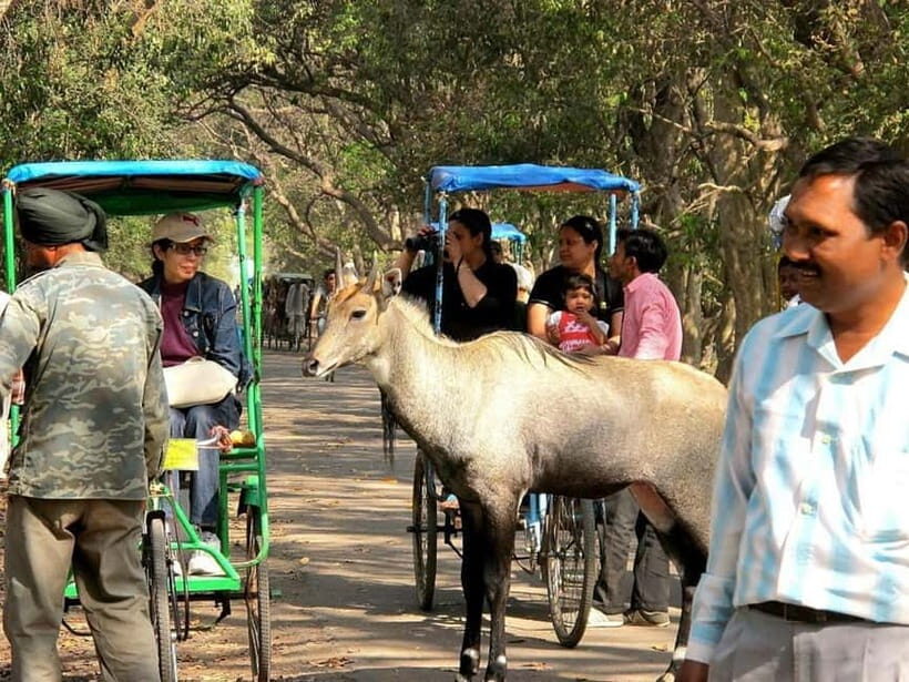 Keoladeo National Park Tickets and Guided Tour - The wildlife focus: pythons, sambar deer, and birdwatching that actually lands