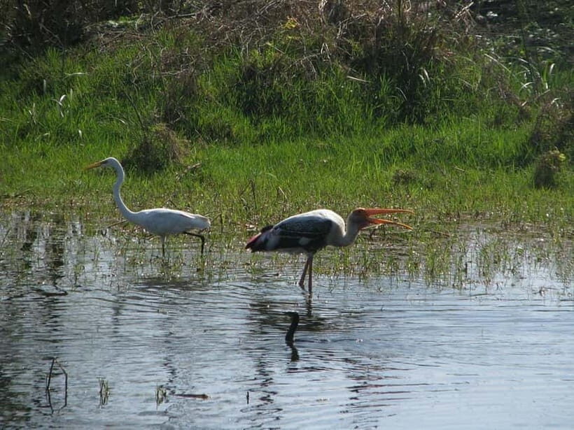 Keoladeo National Park Tickets and Guided Tour - Agra transfers: convenient, but match them to your day