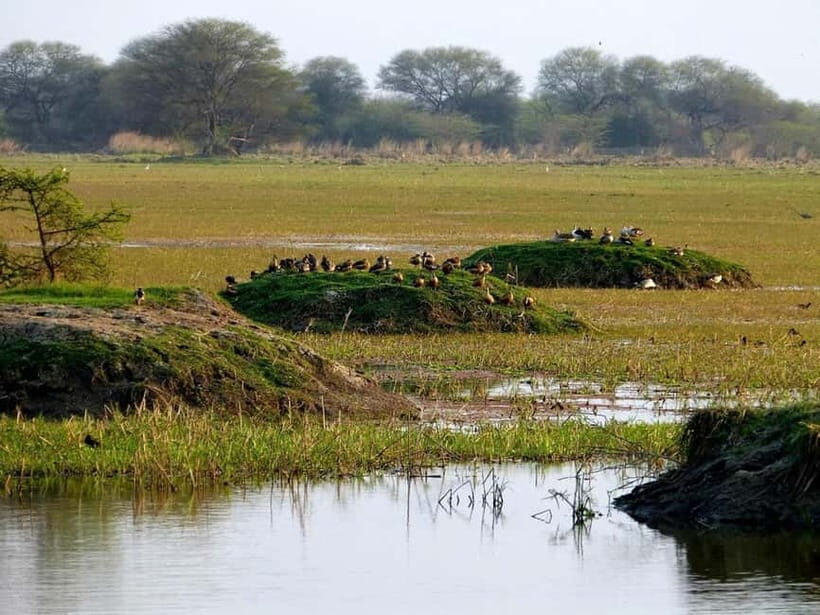 Keoladeo National Park Tickets and Guided Tour - Tickets, options, and what $43 gets you (value check)