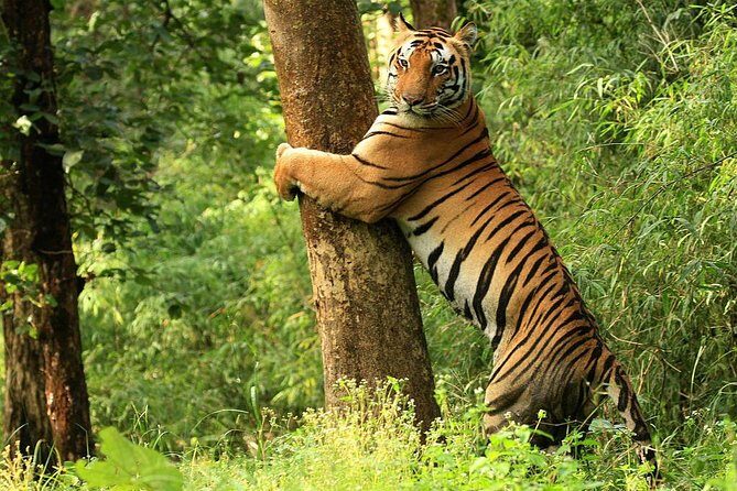 Khajuraho with Land of the Tigers - Key things to know before you go