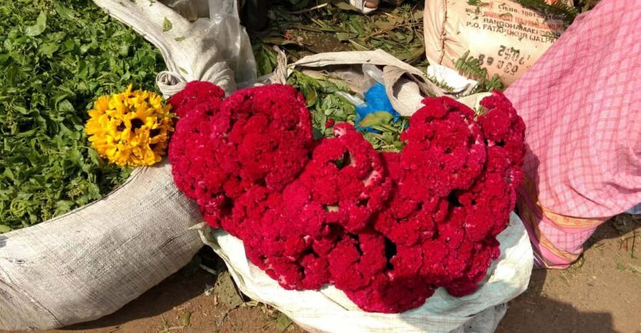 Kolkata: Half-Day Morning Tour w/ Flower Market - Key things to know before you go