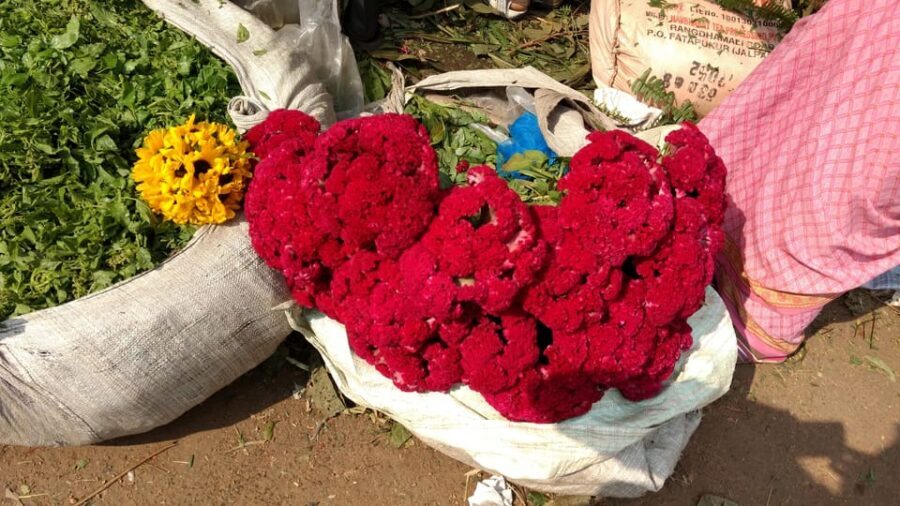 Kolkata: Half-Day Morning Tour w/ Flower Market - Prinsep Ghat Tea Break: Riverside Kolkata Without the Rush