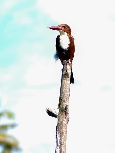 Kumarakom: Sunrise Cruise With Village Life and Local Food - From Cheepunkal Bridge check-in to first birds overhead
