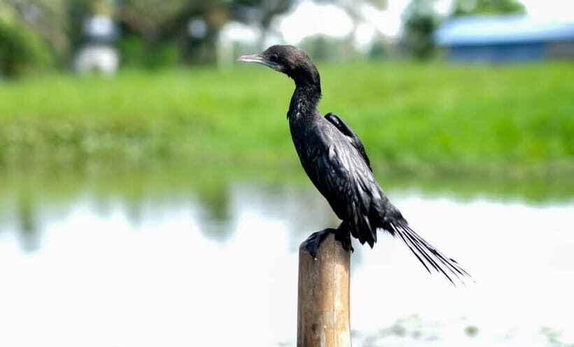 Kumarakom: Sunset Cruise with Village Life and Local Food - Who This Is Best For (And Who Should Skip It)