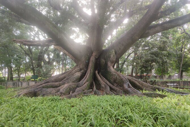 Lalbagh Botanical Garden Early Morning Walk + Breakfast at MTR - Meeting at the West Gate and getting oriented fast