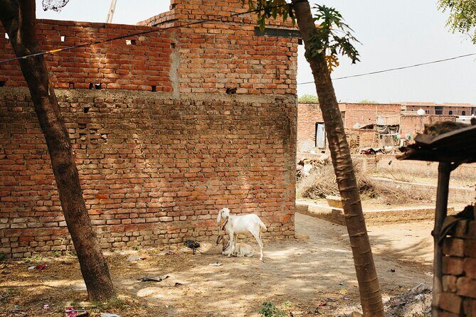 Live a round experience in Varanasi. 3 Days Tour - Price and Value: Is $303.98 a Good Deal?