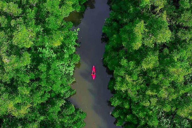 Madu River Sunrise Mangrove Kayaking from Bentota - Kayaking through mangrove islands: what you’ll likely feel and notice