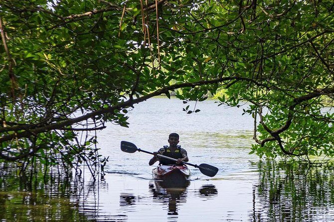 Madu River Sunrise Mangrove Kayaking from Bentota - The wildlife angle without the pressure