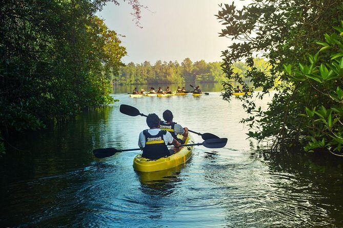 Madu River Sunrise Mangrove Kayaking from Colombo - Mangrove Channels, Islets, and the Rhythm of Paddling
