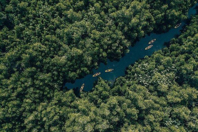 Madu River Sunrise Mangrove Kayaking from Colombo - Wildlife Watching Without the Stress