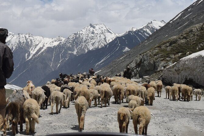 Manali Tour Package - Day 4: Naggar Castle, Kullu Shawl Stop, and a Trout Farm Break