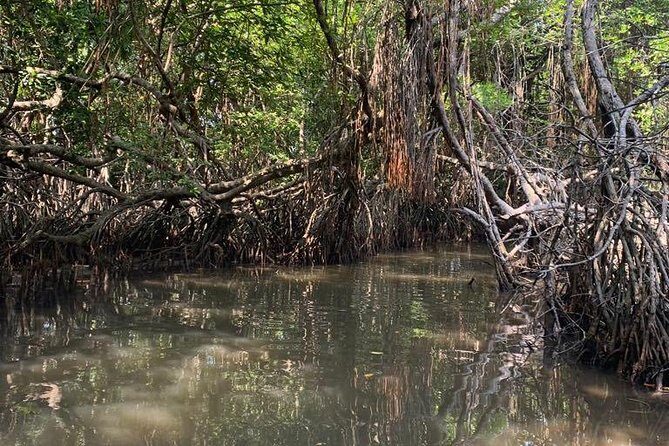 Mangrove Adventure - Key things to know before you go