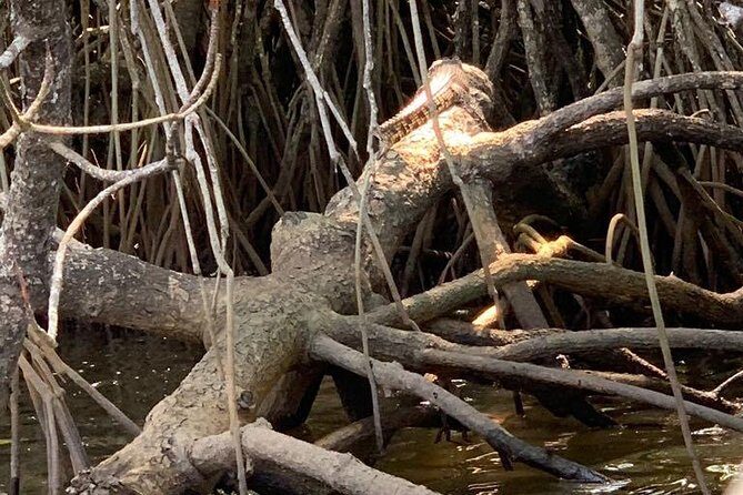 Mangrove Adventure - Mangrove Adventure in Bentota: what you’re actually doing for 1 hour