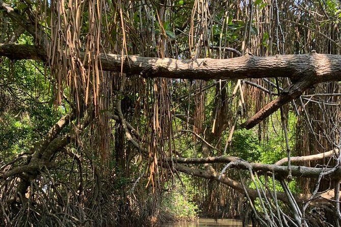Mangrove Adventure - The private boat advantage: asking questions without the crowd pressure