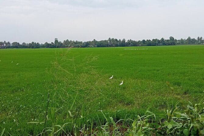 Midday Cruise with Village Life - Why This Midday Cruise Feels Different on Vembanad Lake