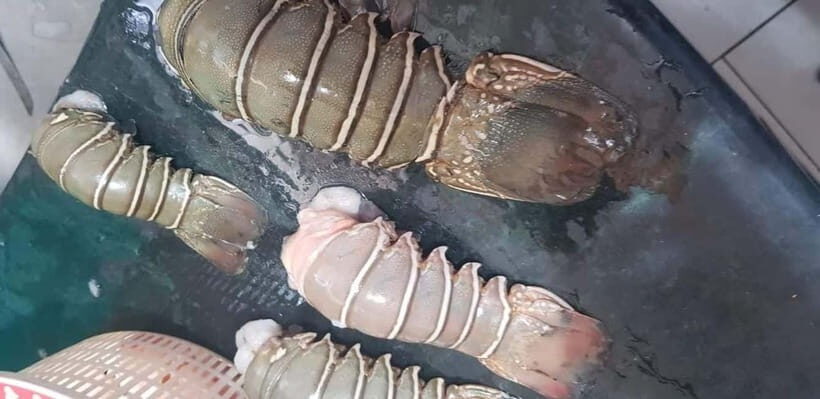 Mumbai Coastal Cooking: From Fishing Net to Flavourful Plate - Fish-market walk: the real cast of characters behind Mumbai seafood