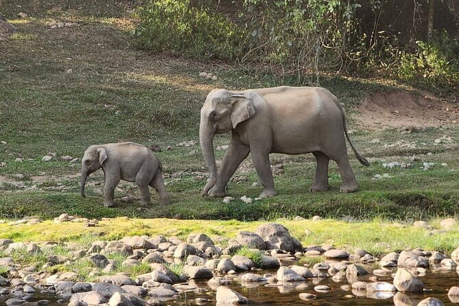Munnar Daily Tour - Who should book this Meesapulimala + Top Station combo