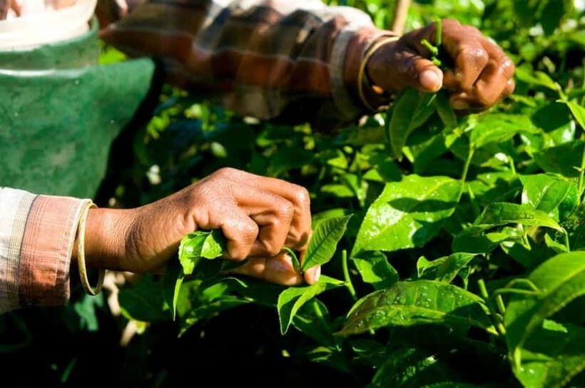 Munnar: Local Highlights Day Tour with Top station Visit - KDHP Tea Museum: how tea is made in Munnar tea country