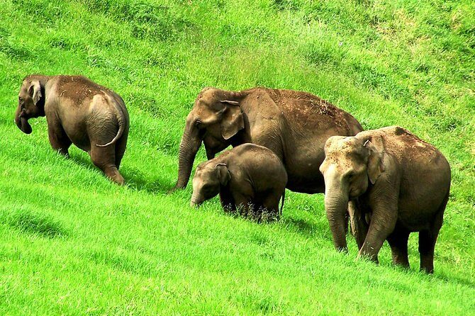 Munnar Site-seeing Tour - Why This Private 5-Hour Munnar Circuit Works for First-Timers