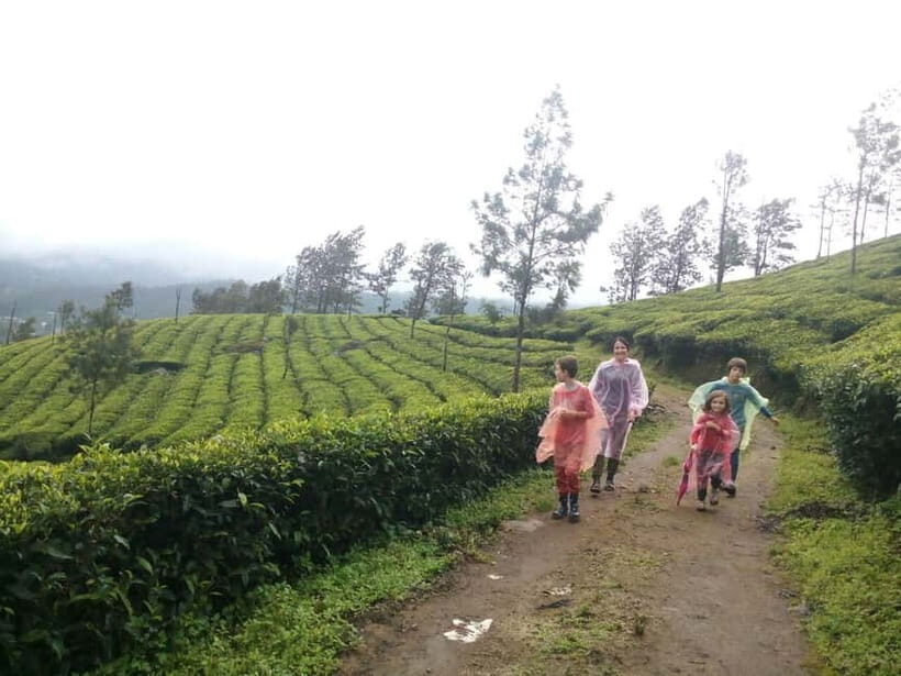 Munnar: Sunrise Trekking Adventure with Breakfast - First light over Munnar: what you’re really signing up for