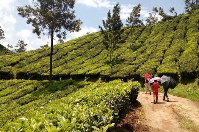 Munnar Tea Plantation Evening walking with Sunset View - The Sunset Plan: When the View Opens and Snacks Land