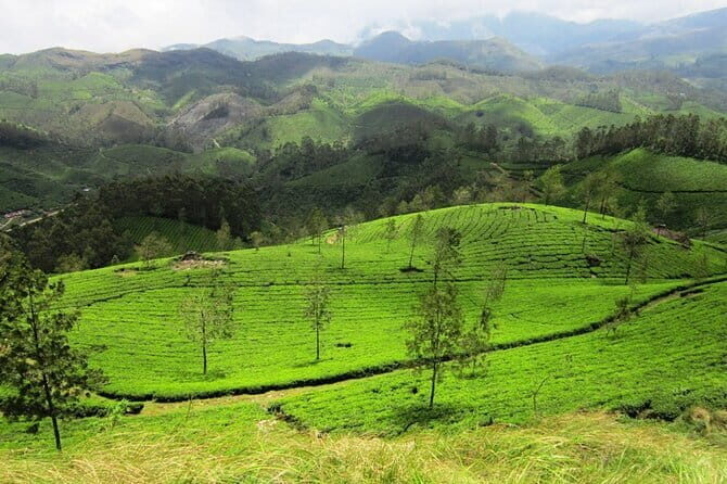 Munnar Tea Plantation Evening walking with Sunset View - Pothamedu Viewpoint: Tea Meets Coffee and Cardamom
