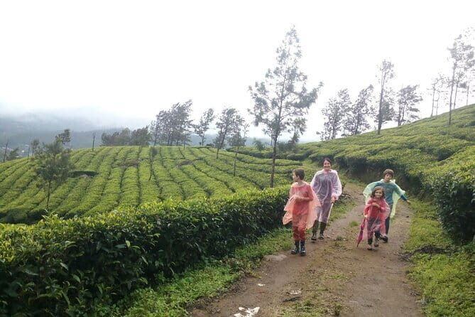 Munnar Tea Plantation Evening walking with Sunset View - From 1550m Upward: How Chokramudi Peak Changes the Mood
