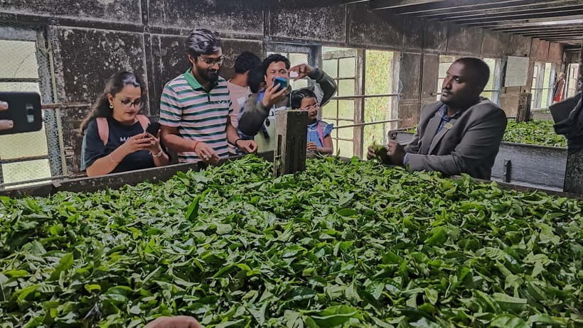 Munnar: Tea trail, Tea Factory, and Tea Tasting Tour - Key Highlights Worth Planning For
