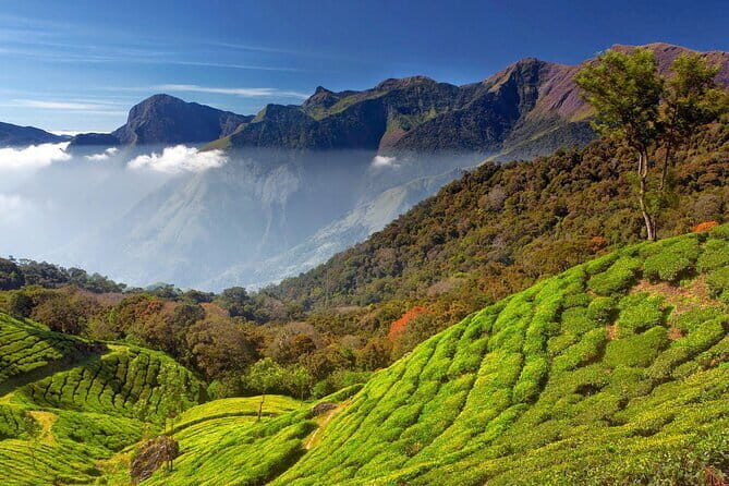 Munnar Tea Trail Tour , Tea factory visit & Tea Tasting - What to plan for on the day: timing, comfort, and weather