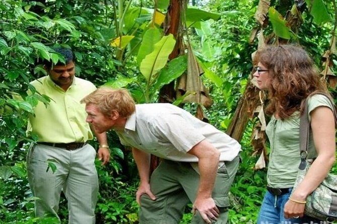 Munnar Tea valley Tour ( By Munnar Info) - Key highlights you’ll feel right away