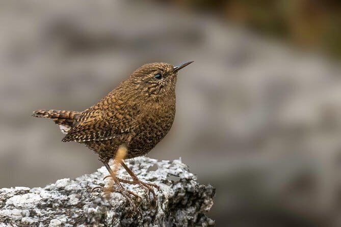 Munsiari Birding tour - Pricing and value: what $1,800+ is really buying you