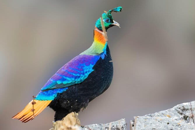 Munsiari Birding tour - Betuli Dhar’s morning plan: why 5 a.m. actually works