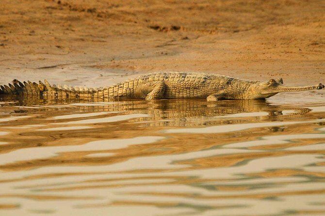 National Chambal Sanctuary and Alligator Day Tour from Agra - Key Things I’d Block Time For