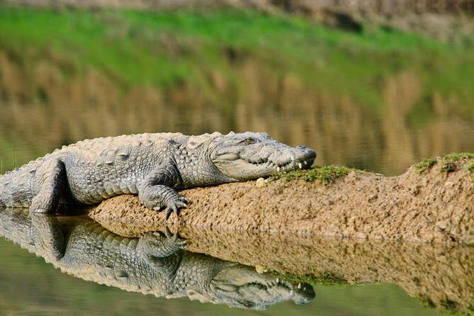 National Chambal Sanctuary and Alligator Day Tour from Agra - Bateshwar Temples on the Yamuna: Bells, Stone, and River Views