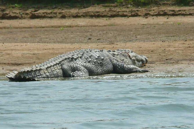 National Chambal Sanctuary and Alligator Day Tour from Agra - Price and Logistics: Is $150 Good Value for This Day?