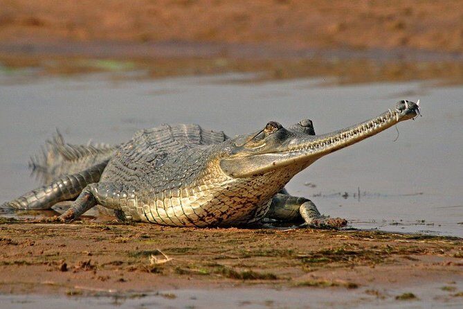 National Chambal Sanctuary and Alligator Day Tour from Agra - Eco-lodge Lunch Break: Food That Keeps the Day Smooth
