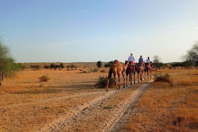 Overnight Camel Safari: Non-Touristic, Sleep Under the Stars! - Meet the camels: 1 camel per person, then straight to the dunes