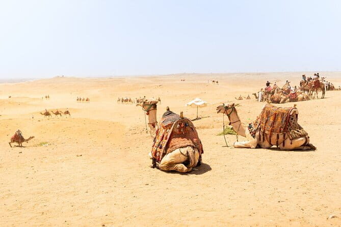 Overnight Camel Safari Tour - Day 2: Sunrise Ride, Breakfast, and Getting Back to Jaisalmer by 11 AM