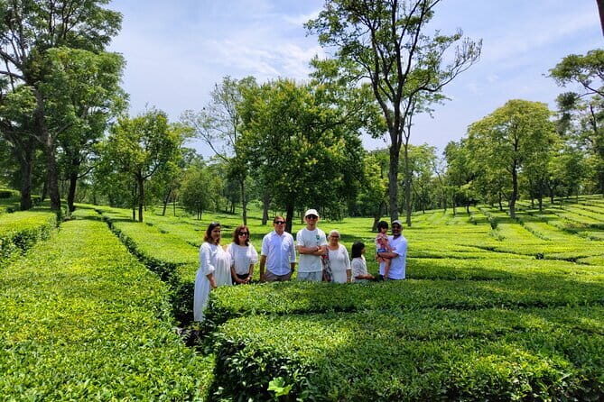 Palampur Tea Garden Tour - Key highlights at a glance