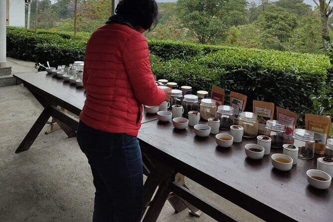 Palampur Tea Garden Tour - Getting there from Dharamsala: how the schedule really works