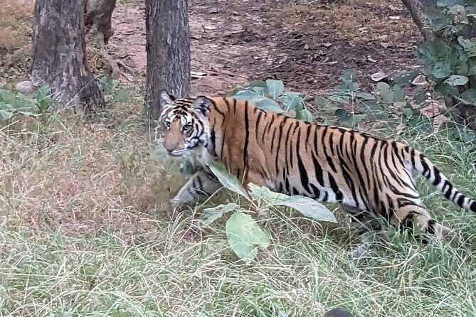 Panna National Park and Tiger Reserve Jeep Safari from Khajuraho - Panna Tiger Reserve: why this side trip makes sense from Khajuraho