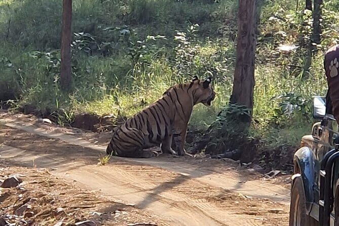 Panna National Park and Tiger Reserve Jeep Safari from Khajuraho - Getting there from Khajuraho: the 25 km drive you shouldn’t ignore