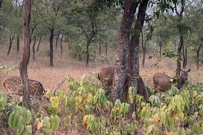 Panna National Park and Tiger Reserve Jeep Safari from Khajuraho - Price and logistics: how the cost becomes value (and what you pay on pickup)