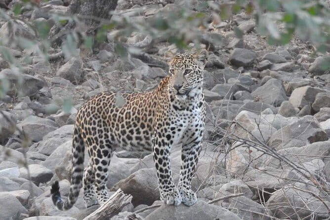 Panna National Park and Tiger Reserve Jeep Safari from Khajuraho - Timing that works: morning vs afternoon safari windows