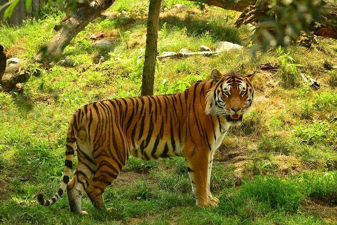 Panna Tiger Reserve Tour from Khajuraho - Quick Hits Before You Go