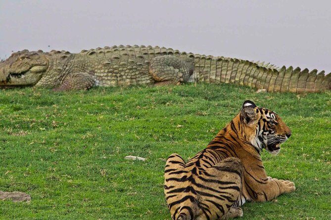 Panna Tiger Reserve Tour from Khajuraho - A Tiger Safari Day Trip from Khajuraho: What You’re Really Buying