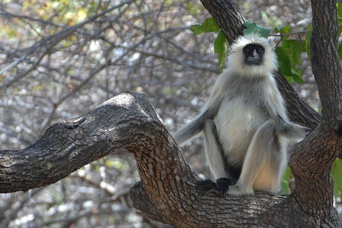 Panna Tiger Reserve Tour from Khajuraho - Getting to Panna National Park and Back in a Chauffeur Car