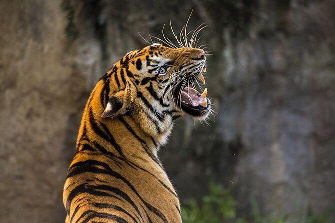 Private 2-Day Tour to Ranthambhore Tiger Safari from Jaipur - Day 1 in Ranthambore: the 8am drive, check-in, and your afternoon safari